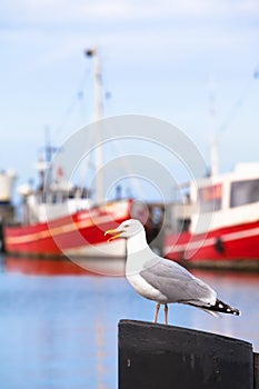 Seagull and Fishing Boats