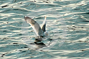 Seagull fishing in the sea