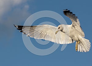 Seagull Hovering in Flight