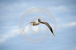 Seagull flies.