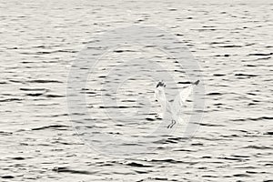 The seagull flies above sea, colorless photo