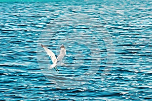 The seagull flies above sea, old filter photo