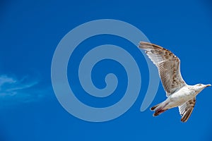 A seagull flies against the blue sky on a sunny day