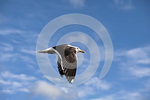 Seagull flies against blue sky in Sweden, Stockholm.
