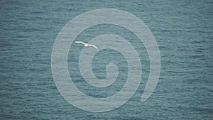 A seagull flies against the blue sky. symbol of freedom. A large seagull soars over the sea, slow motion. HD Concept of