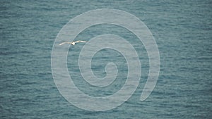 A seagull flies against the blue sky. symbol of freedom. A large seagull soars over the sea, slow motion. HD Concept of