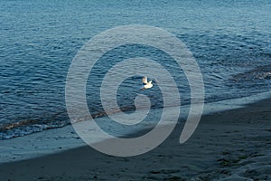 A seagull flies along the coastline of the Black Sea beach after sunset at blue hour