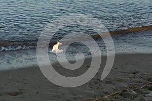 A seagull flies along the coastline of the Black Sea beach after sunset at blue hour