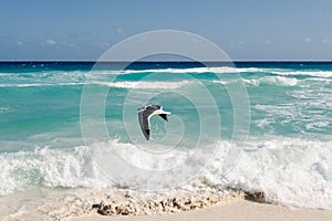 Seagull flies along the water. Caribbean tropical turquoise beach Cancun, playa del caren, Mayan Riviera Mexico