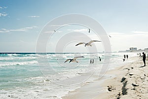 Seagull flies along the water. Caribbean tropical turquoise beach Cancun, playa del caren, Mayan Riviera Mexico