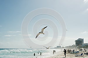 Seagull flies along the water. Caribbean tropical turquoise beach Cancun, playa del caren, Mayan Riviera Mexico