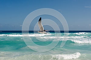 seagull flies along the water. Caribbean tropical turquoise beach Cancun, playa del caren, Mayan Riviera Mexico