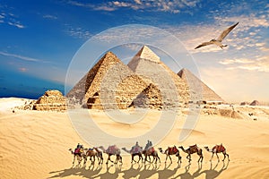 A seagull flies by the camel caravan with bedouins near the Pyramids of Egypt in the desert of Giza