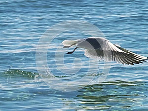 Seagull flies fast over the surface of ocean