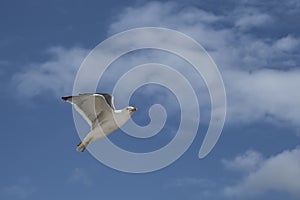 Seagull flies free in the sky