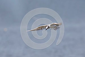 Seagull flies free in the sky over the ocean.