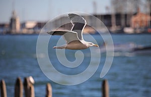 seagull flies free in the Venice lagoon in Northern Italy