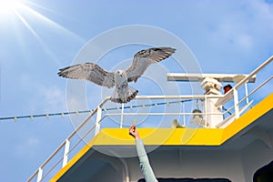 Seagull flies, gull lookig for food from tourists - travelers