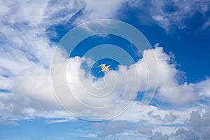 Seagull flies high in beautiful bright blue sky with white clouds background, close up