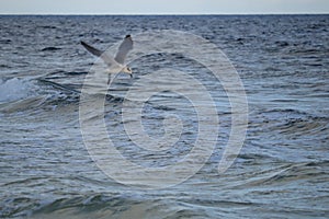 A seagull flies low over the waves of the ocean