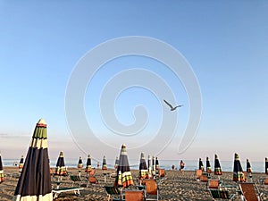 Seagull flies over the beach