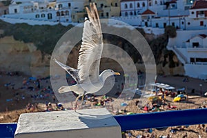 Seagull flies over the beach in Carvoeiro