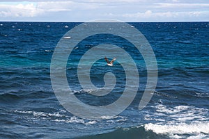 A seagull flies over the calm blue sea near the coast