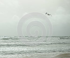 The seagull flies over the gray sky, threatening rain photo