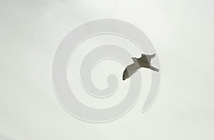 The seagull flies over the gray sky, threatening rain photo