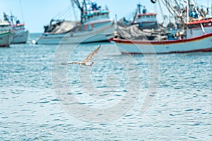 a seagull flies over the ocean near a fishing port