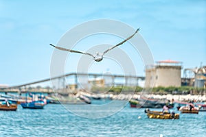 a seagull flies over the ocean near a fishing port