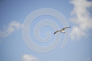 Seagull flies over the rippling water in the blue sky among the white clouds.