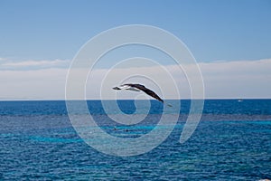 Seagull flies over the sea and sky