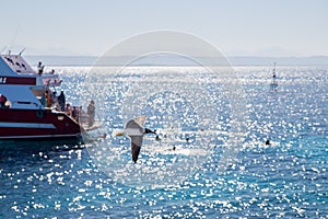 Seagull flies over the sea and sky