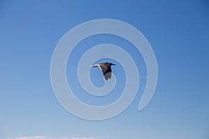 Seagull flies over the sea and sky