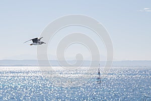Seagull flies over the sea and sky