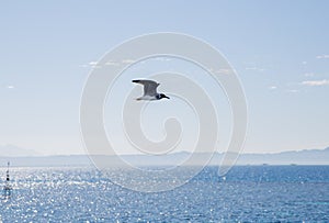 Seagull flies over the sea and sky