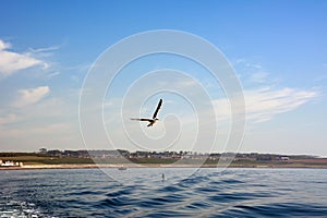 A seagull flies over the sea waves against the background of the blue sky