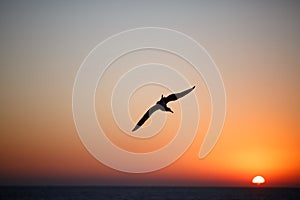 Seagull flies over the surface of sea at sunset