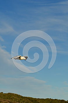 A seagull flies over Sydney, Australia