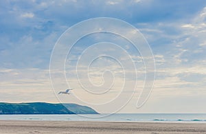 Seagull flies over Woolacombe beach