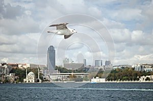 A seagull flies in the sky over the Bosphorus