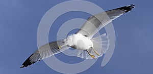 Seagull in Flight