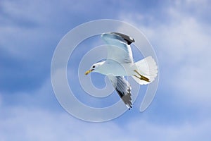 The seagull flight