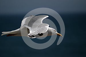 Seagull in flight