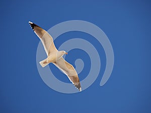 Seagull in flight