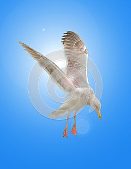 Seagull in Flight