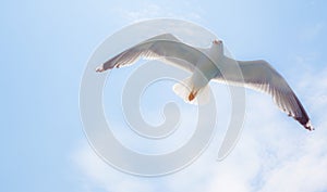 Seagull in flight