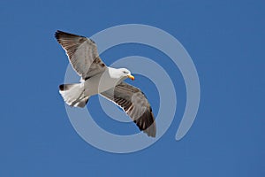 Seagull in flight