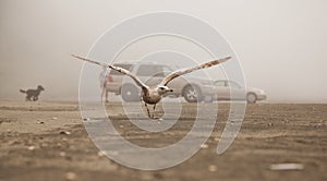 Seagull in Flight